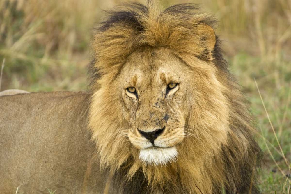 Kenya, Masai Mara Close-up of lion